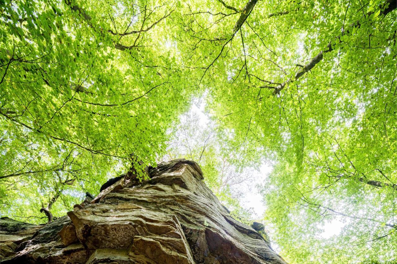 Waldhotel Sonnenberg Bollendorf Exteriör bild